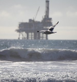 bird flying in front of an offshore oil and gas platform